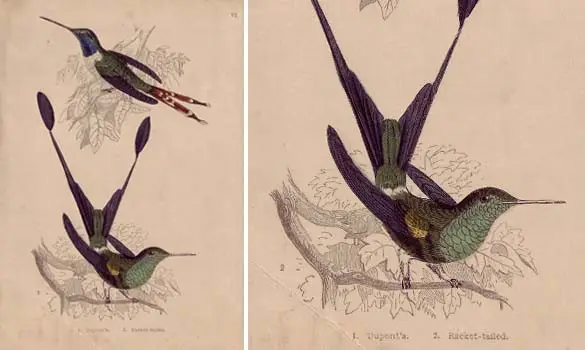 Colibris - Non signé - 1850