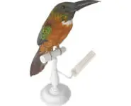 Grand jacamar - 1880 env.