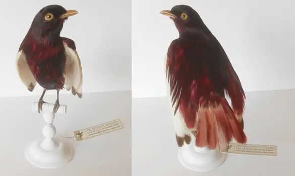 Cotinga Pompadour - 1860 env.