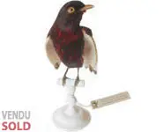 Cotinga Pompadour - 1860 env.