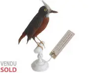 Fourmilier manikup - 1860 env.