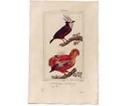 Coq de roche - VAUTH. - 1850