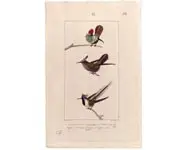 Colibris - E. TRAVIÈS - 1850
