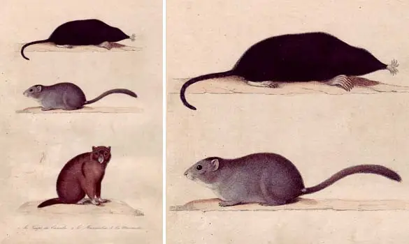 Taupe - Non signé - 1850