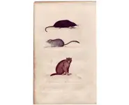 Taupe - Non signé - 1850