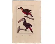 Toucans - VAUTH. - 1850