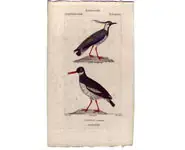 Vanneau - PRETRE - 1850