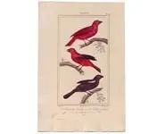 Tangaras - VAUTH. - 1850