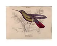 Colibri - LIXARS SC. - 1830