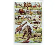 Mammif. 4 - Larousse - 1949