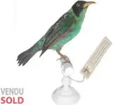Guit-guit émeraude - 1860
