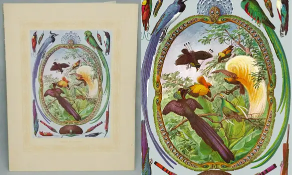 Oiseaux de paradis - 1940 env.