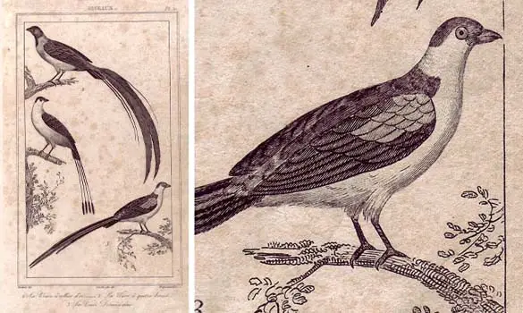 Veuves - VAUTHIER - 1850