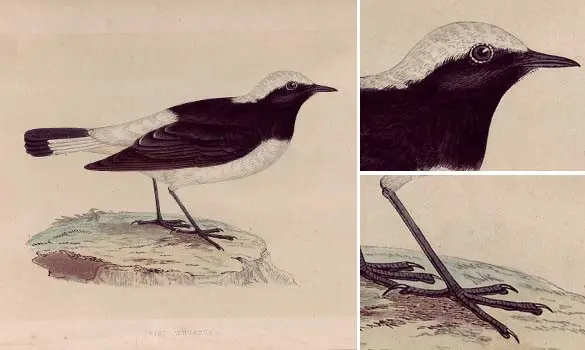 Traquet pie - Non signé - 1850