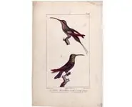 Colibris - OUDART - 1850