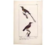 Souimangas - OUDART - 1850