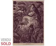 Colibris - MERIKEL - 1850