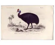 Casoar - E. TRAVIÈS - 1850