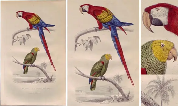 Perroquets - E. TRAVIÈS - 1850