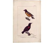 Orioles - OUDART - 1850