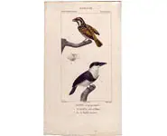 Barbu - PRETRE - 1850