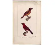 Tangara - OUDART - 1850