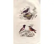 Merle - E. TRAVIÈS - 1853