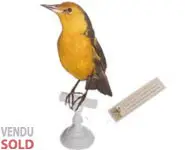 Carouge safran - 1860 env.