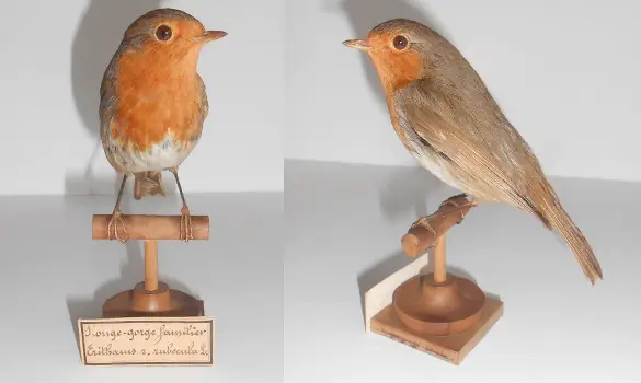 Rouge-gorge - 1900 env.