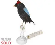 Manakin tijé - 1880 env.