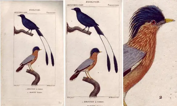 Drongo - PRETRE - 1850