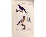 Drongo - PRETRE - 1850
