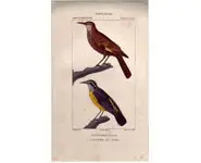 Fournier - PRETRE - 1850