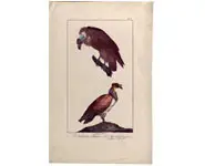 Vautours - PRETRE - 1850