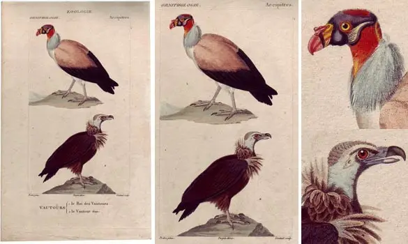 Vautours - PRETRE - 1850