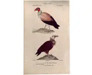 Vautours - PRETRE - 1850