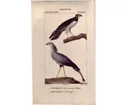 Buzards - PRETRE - 1850