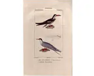 Sterne - PRETRE - 1850