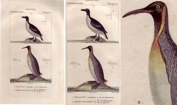 Pingouin - PRETRE - 1850