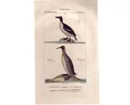 Pingouin - PRETRE - 1850