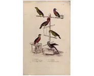 Perroquets - 1850 env.