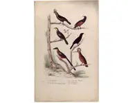 Oiseaux - 1850 env.