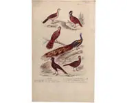 Oiseaux - 1850 env.
