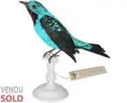 Cotinga de Cayenne - 1880