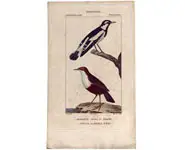 Cincle - PRETRE - 1850