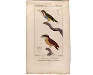 Tordier - PRETRE - 1850