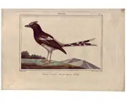 Enicure - VAUTH. - 1850