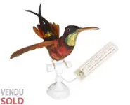 Colibri topaze - 1860 env.