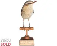 Traquet motteux - 1900 env.