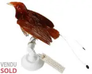 Paradisier royal - 1860 env.